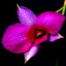 BetterPhoto Member