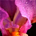 BetterPhoto Member
