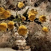 BetterPhoto Member