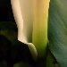 BetterPhoto Member