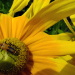 BetterPhoto Member