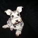 BetterPhoto Member