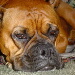 BetterPhoto Member