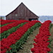 BetterPhoto Member