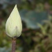 BetterPhoto Member