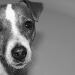 BetterPhoto Member