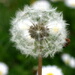 BetterPhoto Member