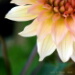 BetterPhoto Member