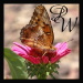 BetterPhoto Member