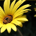 BetterPhoto Member