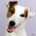 BetterPhoto Member