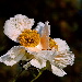BetterPhoto Member