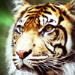 BetterPhoto Member