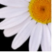 BetterPhoto Member