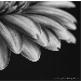BetterPhoto Member