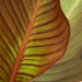 BetterPhoto Member