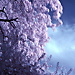 BetterPhoto Member