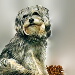 BetterPhoto Member