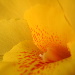 BetterPhoto Member