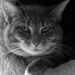 BetterPhoto Member