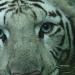 BetterPhoto Member