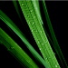BetterPhoto Member