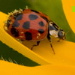 BetterPhoto Member