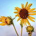 BetterPhoto Member