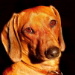 BetterPhoto Member