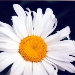 BetterPhoto Member