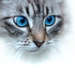 BetterPhoto Member