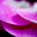 BetterPhoto Member