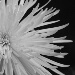BetterPhoto Member