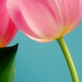 BetterPhoto Member