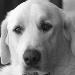 BetterPhoto Member