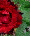 BetterPhoto Member