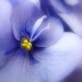BetterPhoto Member