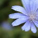 BetterPhoto Member