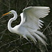 BetterPhoto Member