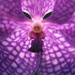 BetterPhoto Member