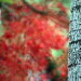 BetterPhoto Member