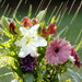 BetterPhoto Member