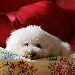 BetterPhoto Member