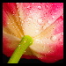 BetterPhoto Member