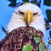 BetterPhoto Member