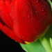 BetterPhoto Member