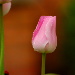 BetterPhoto Member