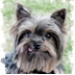 BetterPhoto Member