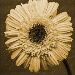BetterPhoto Member