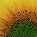 BetterPhoto Member